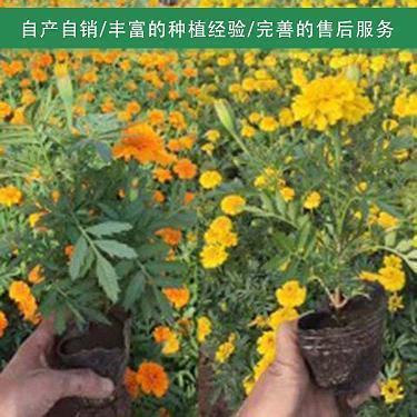 快手上很火的文字说说32句