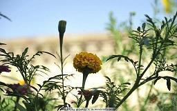 3月12日植树节朋友圈文案