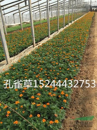 2021最浪漫的早安问候语(精选61句)