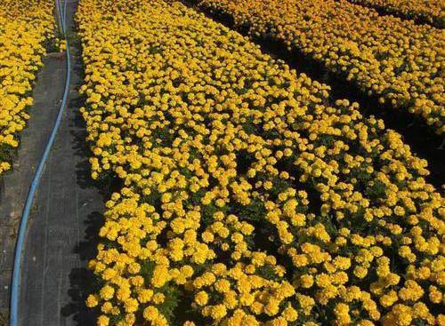 【热门】赏花的心情短语 花的句子唯美心情短语汇编81句