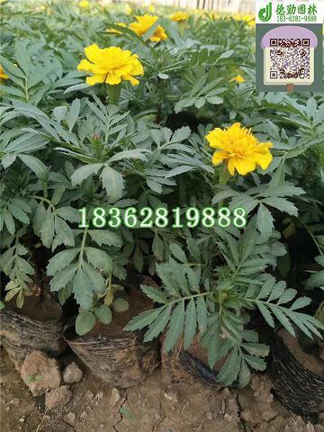 形容阳光美好的文艺句子(精选64句)