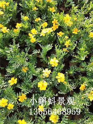 2021感恩父亲节的句子简短精选41句