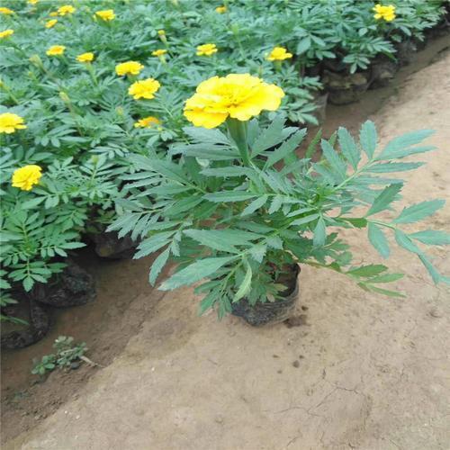 11再见12月你好励志文案说说(精选85句)