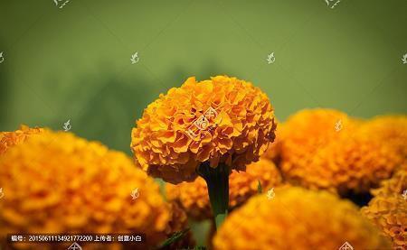今日霜降唯美文案说说(精选90句)