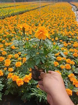 关于愚人节表白恶搞
