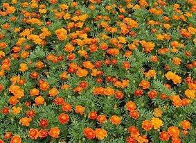 五四青年节微信说说