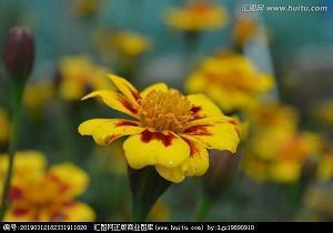 2022年虎年新年八字对联及春联(精选62句)
