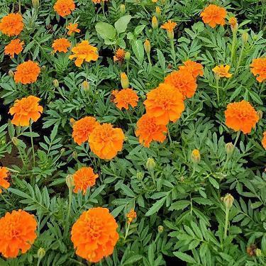 中秋节幽默可爱的说说 中秋节幽默句子