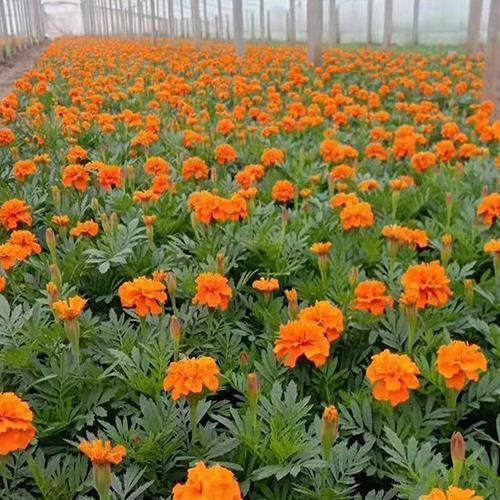 2021教师节经典祝福语精选97句