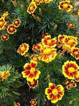 五四青年节标语口号 五四青年节文案正能量汇总54句