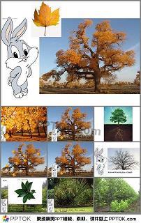 紫芝眉宇