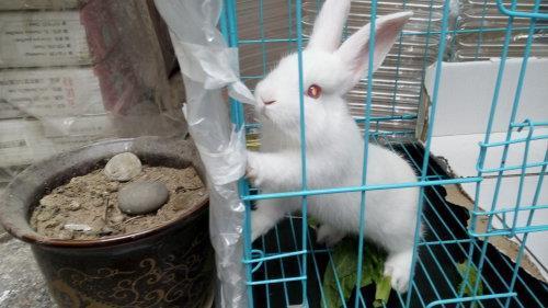 崟崎磊落