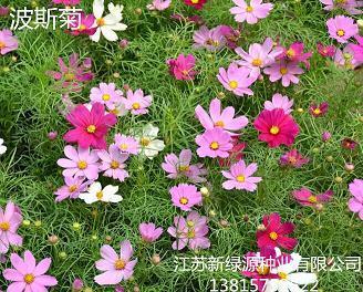 莫衷壹是