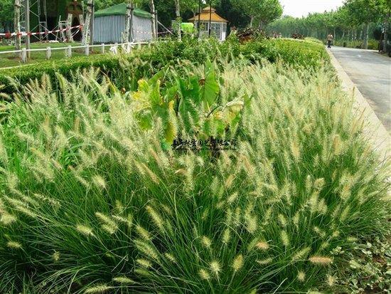 傲霜枝
