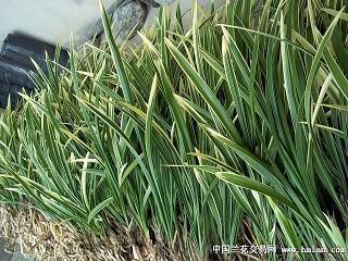 一句话周末心情说说 周末愉快的句子汇编73句