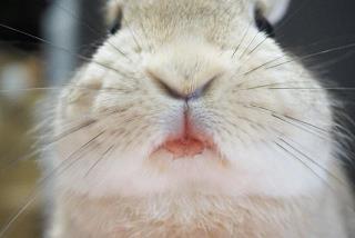黄干黑瘦
