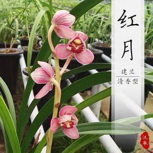 家人的团聚非常开心的简短句子精选32句