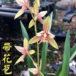 2020伤感句子