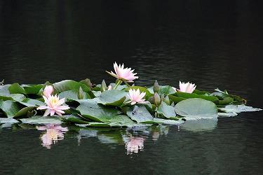 拘文牵义