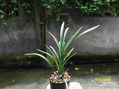 披荆斩棘丢失怒马鲜衣 备忘录那些经典内涵宝藏句子