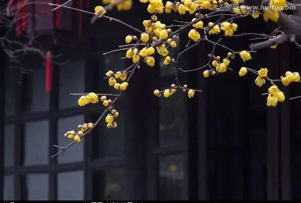 顾三不顾四