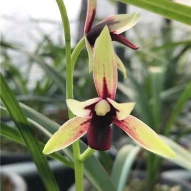 3.12植树节创意朋友圈文案(精选76句)