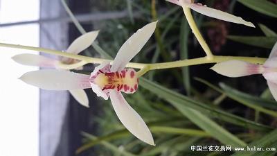 内心很孤独的伤感说说