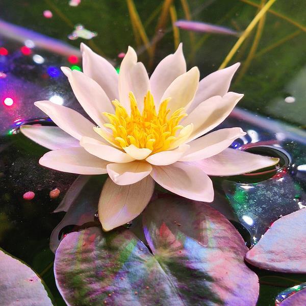 发植穿冠