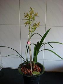 文艺小清新段落摘抄