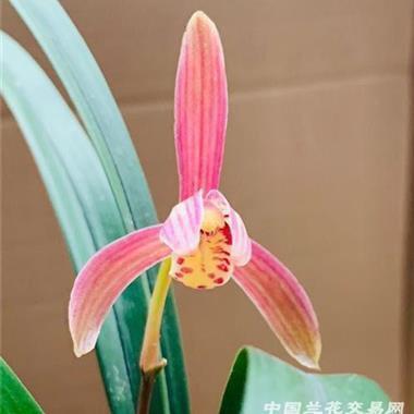 关于奋斗的诗句古诗词