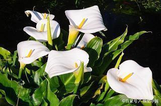 文艺范个性经典句子说说心情(精选33句)