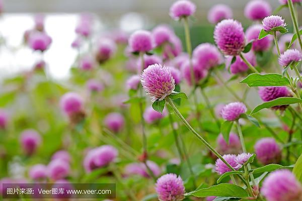 攀藤附葛