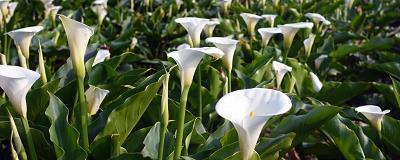 土味情话泡妞 土味情话的句子(精选54句)