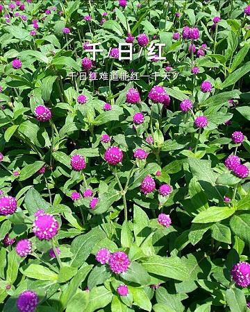 讲信修睦