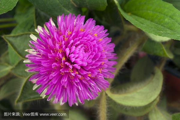 披红挂绿