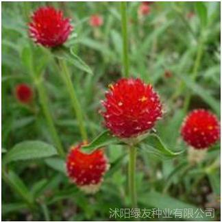 沾溉后人