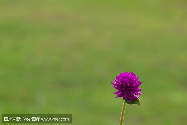 目别汇分