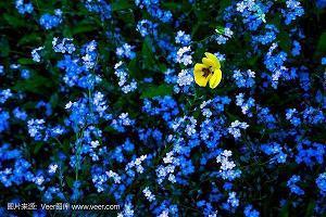 写出几句有关描写春景的诗句大全古诗