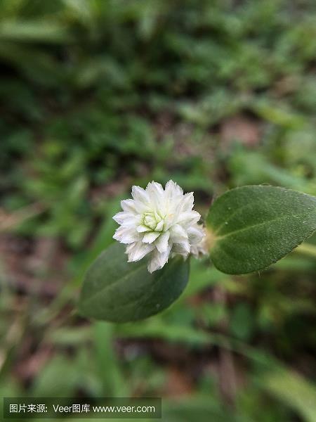 狼飧虎咽