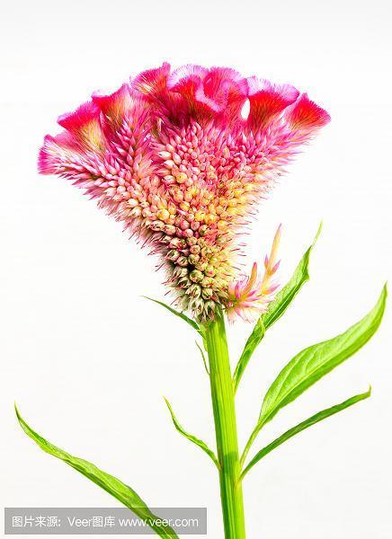 描写花的句子