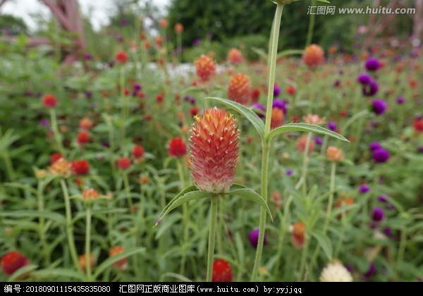 一苇可航