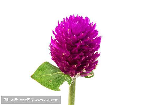偎香倚玉