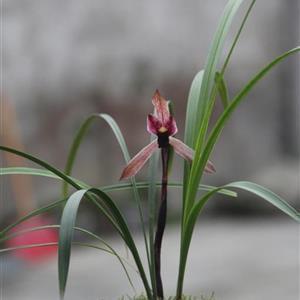 写一句赞美梅花的话 描写赞美菊花的一段话优美句子大全