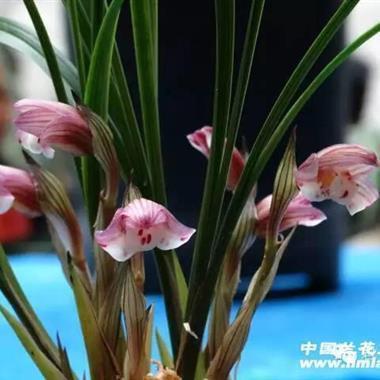 唯美句子摘抄古风伤感