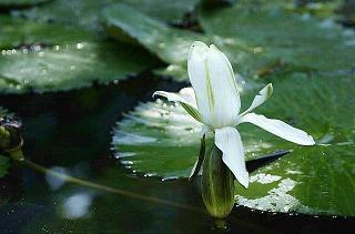 三折肱，为良医
