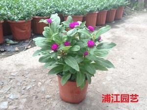 儿女英雄