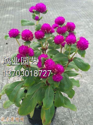 良宵好景