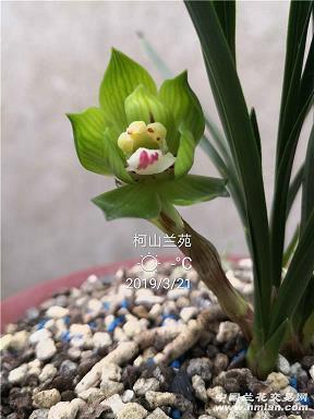 又到采茶的季节的说说句子 关于采茶发朋友圈的说说(精选15句)