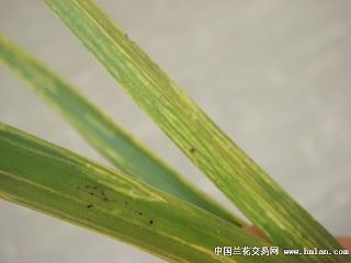 发孕妇照的文案 自拍孕妇照说说摘录17句