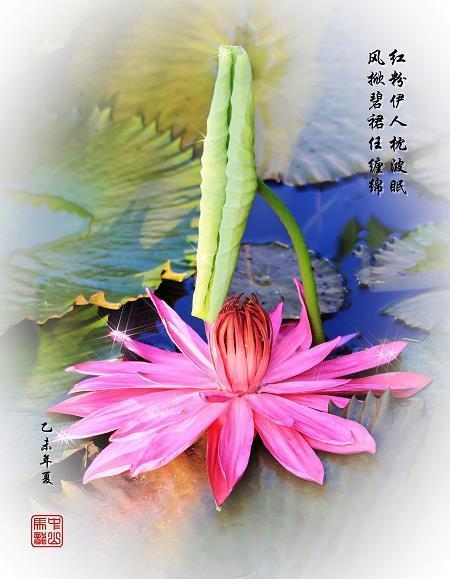 赞美一个厨师的优美句子